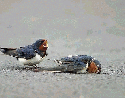 《大雁归来》html课件1